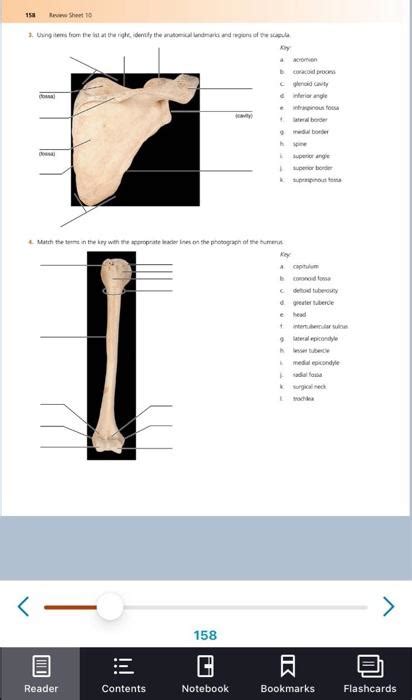 Appendicular Skeleton Exercise 11 Answers Epub