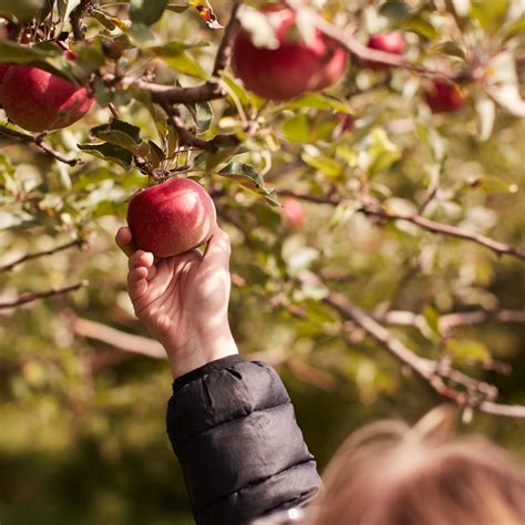 Apple picking: