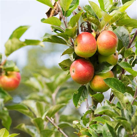 Apple trees: