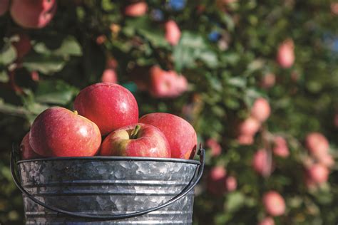 Apples Getting Harvested: A Bountiful Season's Promise