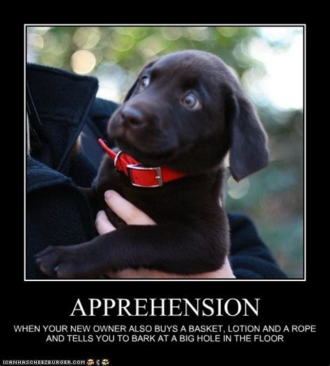 Apprehensive Dog Meme: A Hilarious Way to Express Caution