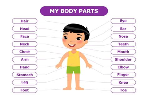 Aprenda as Partes do Corpo em Inglês e Aprimore Sua Comunicação