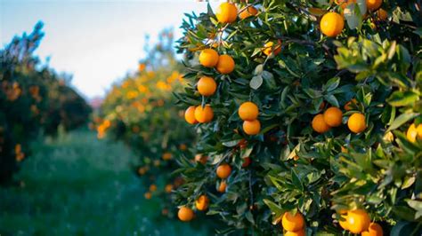 Apricot Tree Fertilizer: Your Guide to a Bountiful Harvest