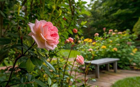 April Rose TS: A Comprehensive Guide to the Versatile and Resilient Climbing Rose