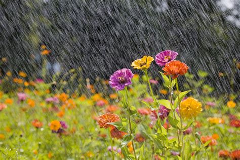 April Showers: A Guide to understanding and Preparing for Springtime Rain