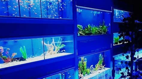 AquaTech VS NatureTech: The Future of Aquariums