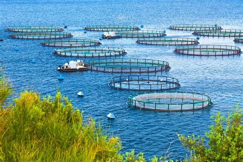 Aquaculture Enhancement: