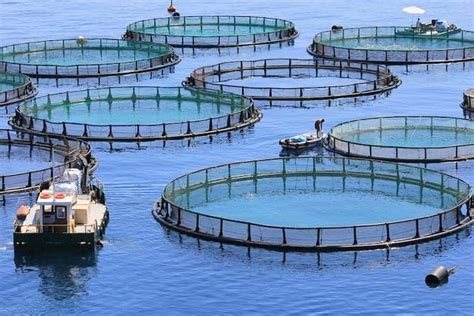 Aquaculture and Fisheries Environment Epub