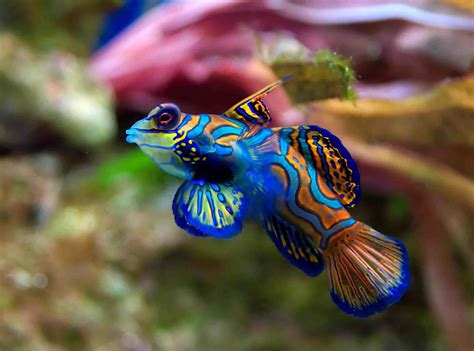 Aquarium Fish Epub