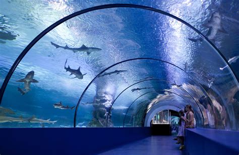 Aquarium Operations: