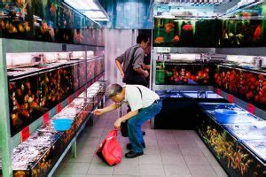 Aquarium Shops in Ang Mo Kio 2025: A Comprehensive Guide