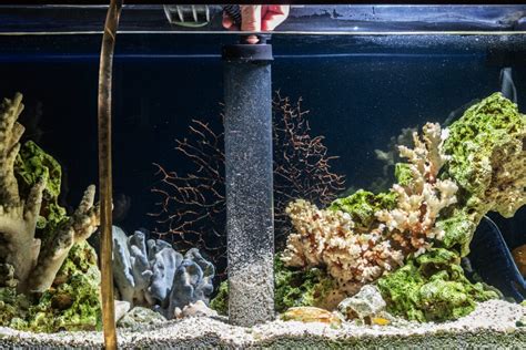 Aquarium care and maintenance education