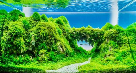 Aquascaping: