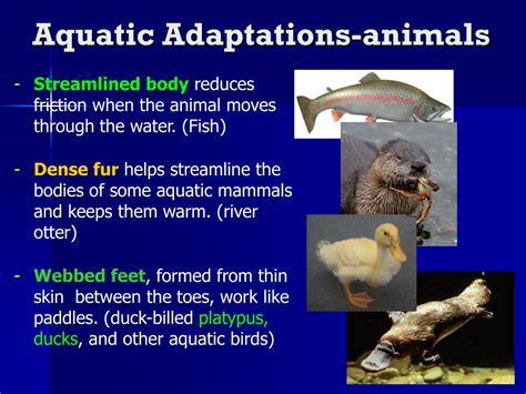 Aquatic Adaptations: