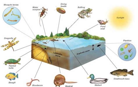 Aquatic Biodiversity II The Diversity of Aquatic Ecosystems PDF
