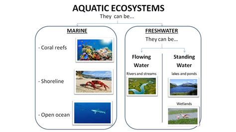 Aquatic Ecosystems Answer Key Epub