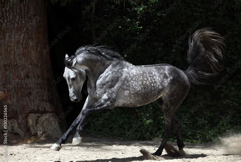 Arabian Dapple Grey: A Majesty Unveiled