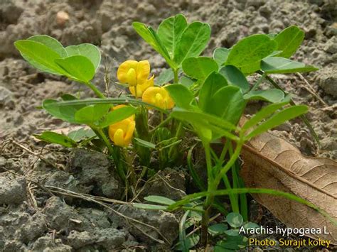 Arachis hypogaea