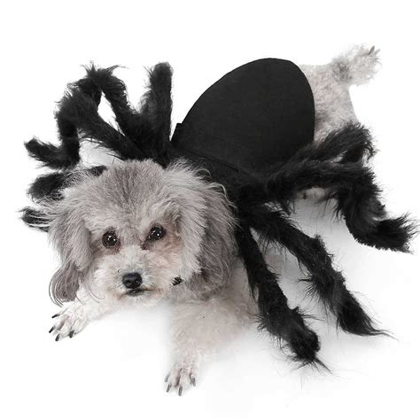 Arachnid Elegance: A Comprehensive Guide to Spider Costumes for Dogs