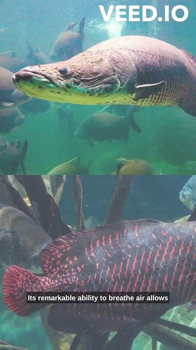 Arapaima: The Majestic Giant of the Amazon