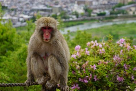 Arashiyama Monkey Park Iwatayama: 1000+ Macaques Among 30 Acres of Forest