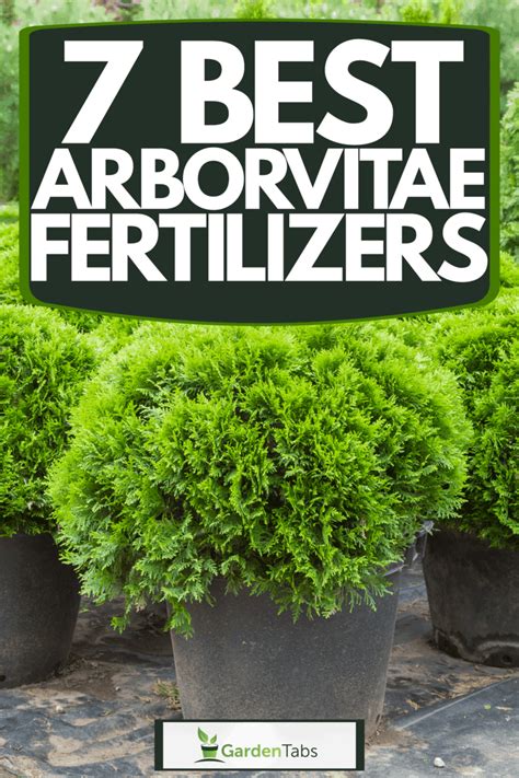 Arbor Vitae Fertilizer: 15 Secrets for a Thriving Green Hedge