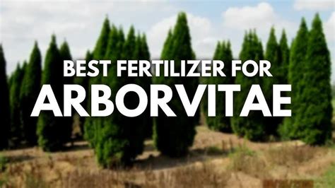 Arbor Vitae Fertilizer: 5 Key Nutrients for Thriving Trees