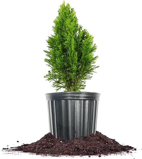 Arborvitae: The Perfect Privacy Plant