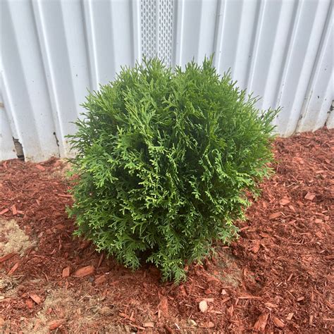 Arborvitae Fertilizer: The Ultimate Guide to Feeding Your Emerald Giants