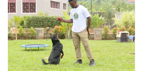 Archimedes Bogotá: A Dog Trainer Extraordinaire