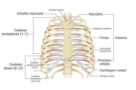 Arcos Costais: Compreendendo sua Estrutura e Importância