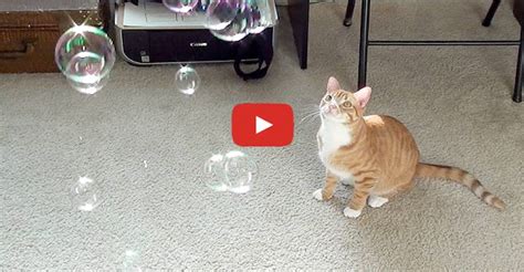 Are Bubblelike Bubbles Inherently Safe for Cats?