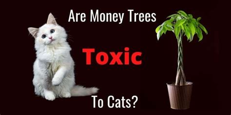 Are Money Trees Poisonous to Cats? Here's What You Need to Know