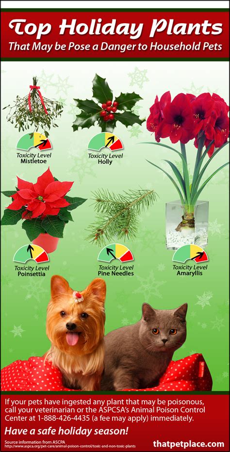 Are Poinsettias Toxic to Cats?