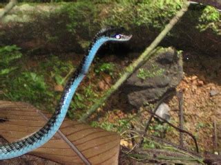 Are There Snakes in Palau? A Comprehensive Guide to the Serpentine Inhabitants of Micronesia