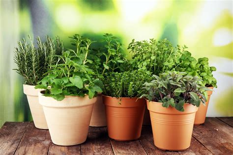 Are you looking to cultivate your own herbs, fruits, or vegetables indoors?