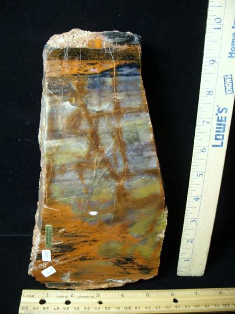 Arizona Rainbow Petrified Wood: A Spectrum of Colors in Stone