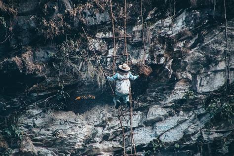 Arlecchino Honey Hunter: The Ultimate Guide to Harvesting Nature's Liquid Gold