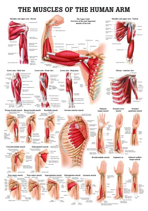Arm Muscles Chart