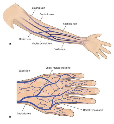 Arm Vein Chart