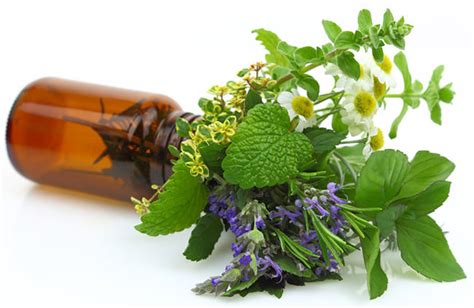 Aromatic and Medicinal Plants Yielding Essential Oil for Pharmaceutical PDF