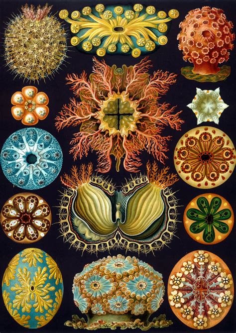 Art Forms Nature Prints Haeckel PDF