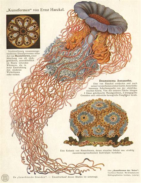 Art Forms from the Ocean: The Radiolarian Prints of Ernst Haeckel Ebook Doc