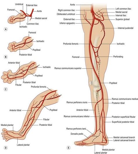 Arteries of the Lower Extremity: A Comprehensive Guide