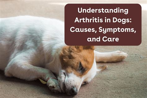 Arthritis in Dogs: A Crippling Pain for 30% of Canine Companions