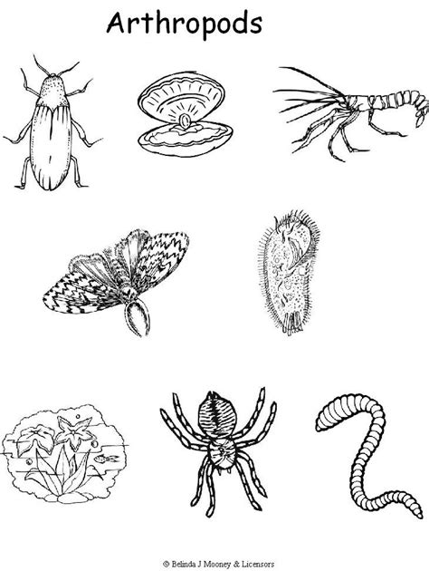 Arthropod Coloring Worksheet Answer Key Reader