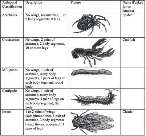 Arthropod Diversity Reinforcement Answer Key PDF