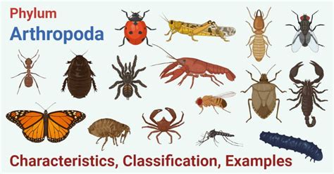 Arthropoda 11th Edition Epub