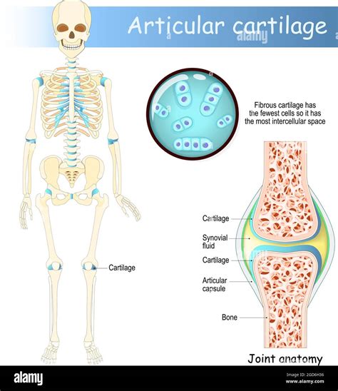 Articular Cartilage: