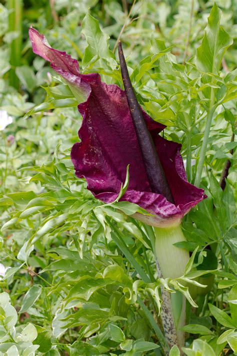 Arum dracunculus